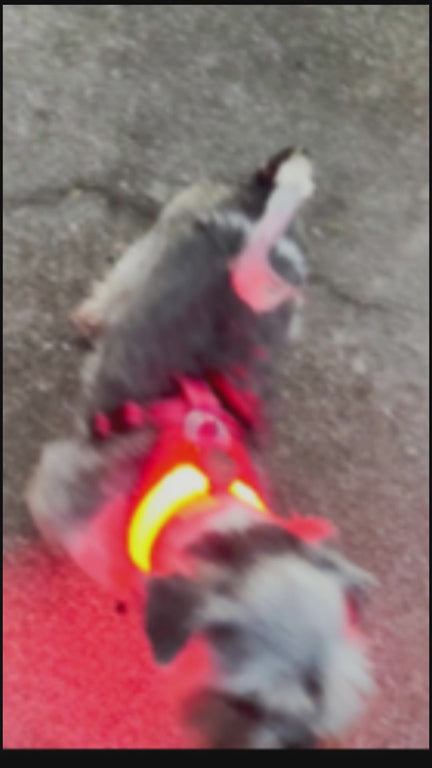 FUR-Safety's PROTECTOR™ Dog Seat Belt